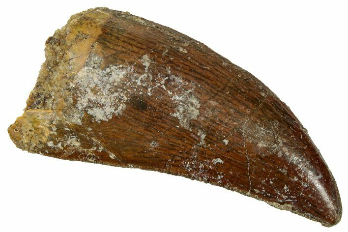 Serrated, Carcharodontosaurus Tooth - Real Dinosaur Tooth #329906